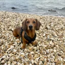 Dachshund (Miniature Smooth Haired)