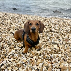 Dachshund (Miniature Smooth Haired)