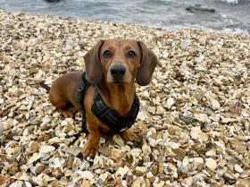 Dachshund (Miniature Smooth Haired)
