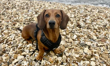 Dachshund (Miniature Smooth Haired)