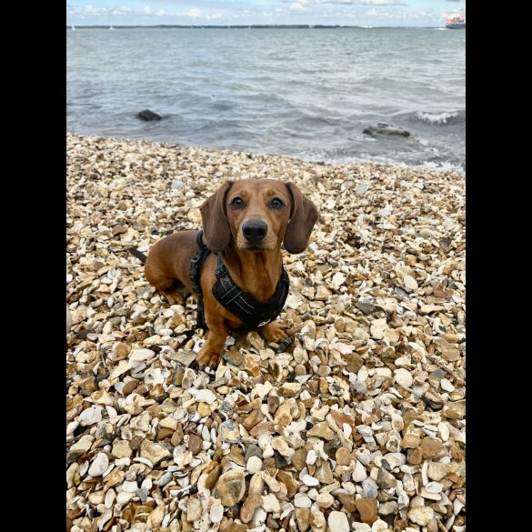 Dachshund (Miniature Smooth Haired)