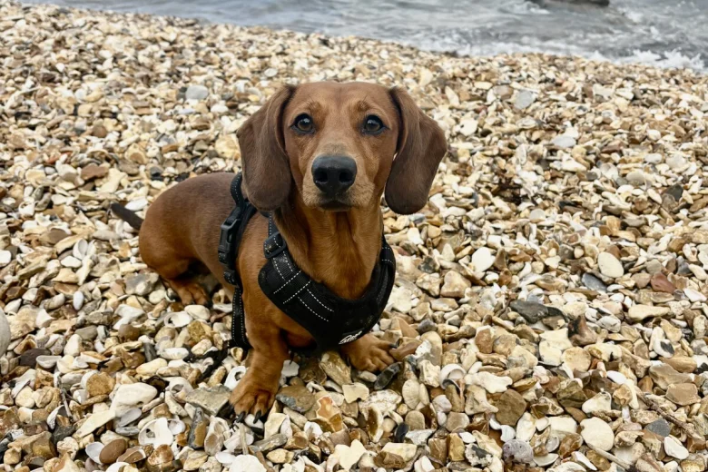 Dachshund (Miniature Smooth Haired)