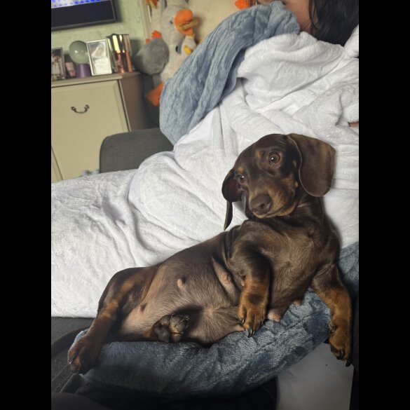 Dachshund (Miniature Smooth Haired)