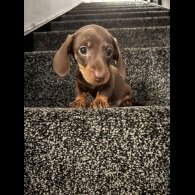 Dachshund (Miniature Smooth Haired)