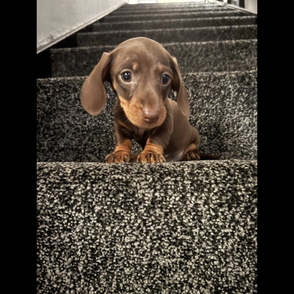 Dachshund (Miniature Smooth Haired)