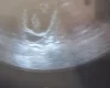 Dachshund (Miniature Smooth Haired)