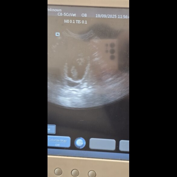 Dachshund (Miniature Smooth Haired)