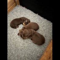 Dachshund (Miniature Smooth Haired)