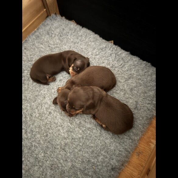 Dachshund (Miniature Smooth Haired)