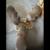 Dachshund (Miniature Smooth Haired)