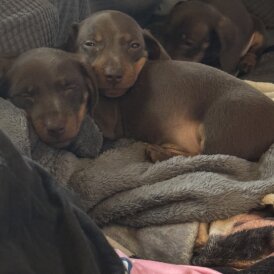 Dachshund (Miniature Smooth Haired)