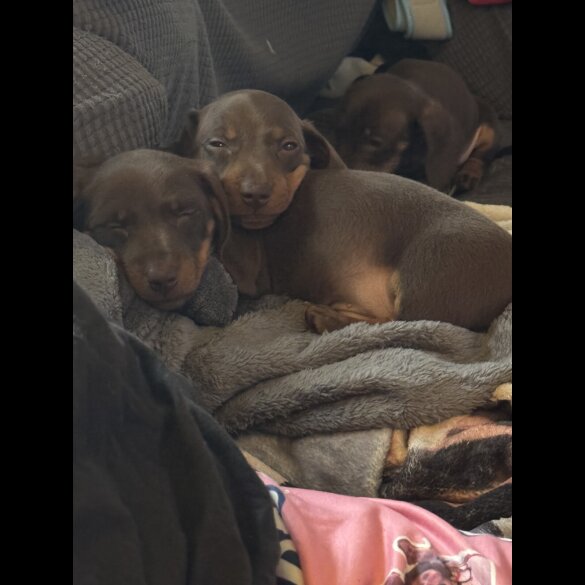 Dachshund (Miniature Smooth Haired)
