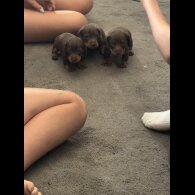 Dachshund (Miniature Smooth Haired)