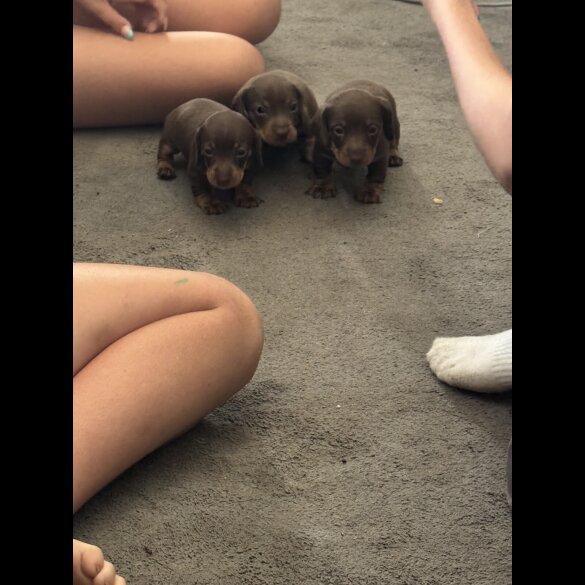 Dachshund (Miniature Smooth Haired)