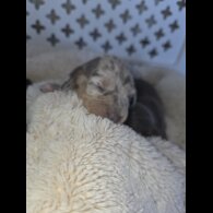 Dachshund (Miniature Smooth Haired)