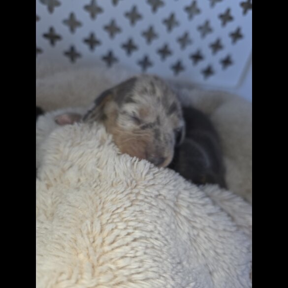 Dachshund (Miniature Smooth Haired)