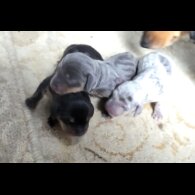 Dachshund (Miniature Smooth Haired)