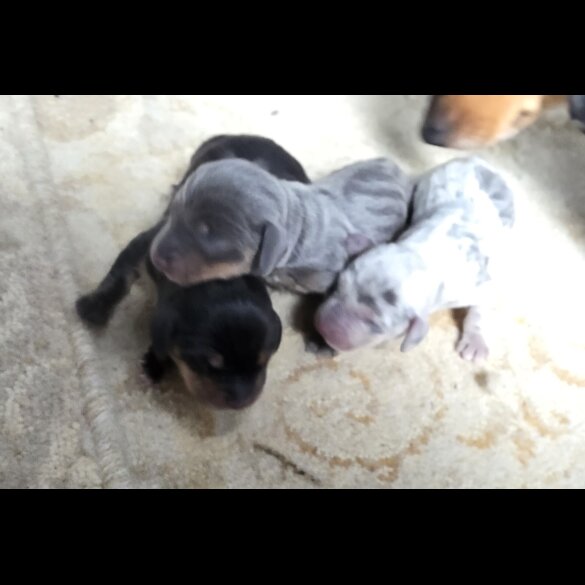 Dachshund (Miniature Smooth Haired)