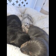 Dachshund (Miniature Smooth Haired)
