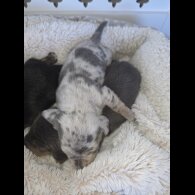 Dachshund (Miniature Smooth Haired)