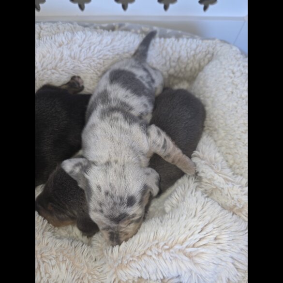 Dachshund (Miniature Smooth Haired)