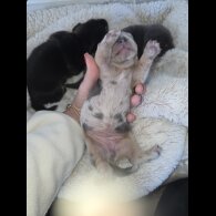 Dachshund (Miniature Smooth Haired)