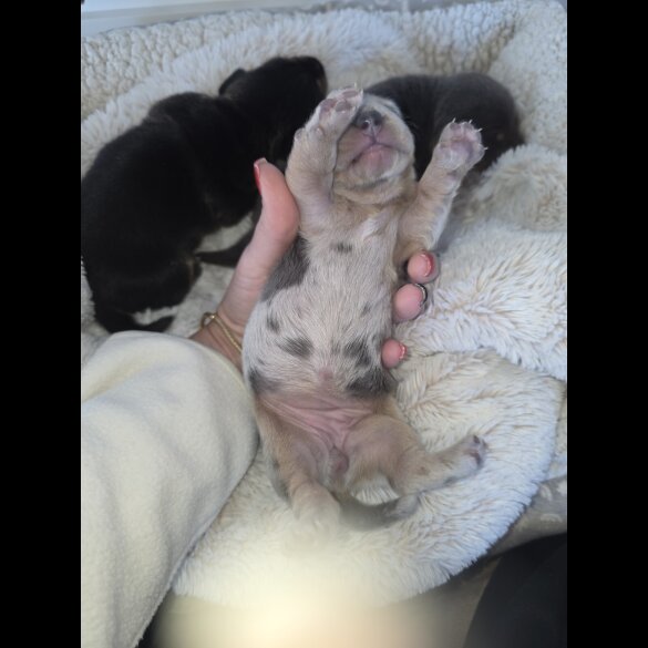 Dachshund (Miniature Smooth Haired)