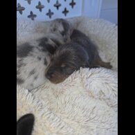 Dachshund (Miniature Smooth Haired)