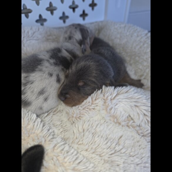 Dachshund (Miniature Smooth Haired)