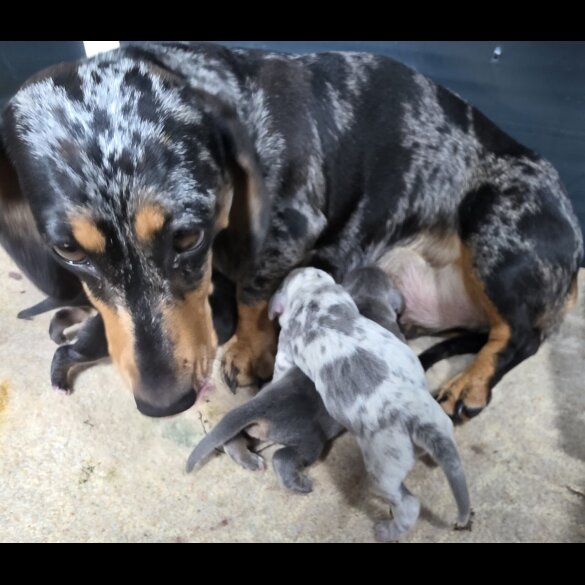 Dachshund (Miniature Smooth Haired)
