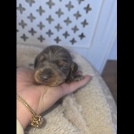 Dachshund (Miniature Smooth Haired)