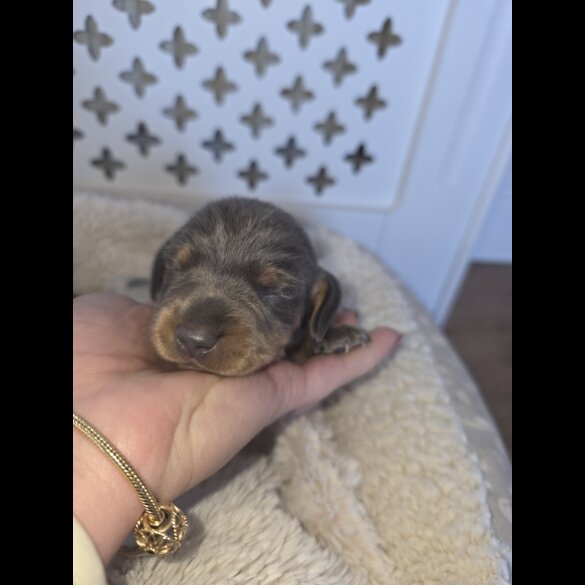 Dachshund (Miniature Smooth Haired)