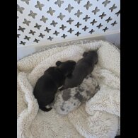 Dachshund (Miniature Smooth Haired)