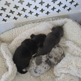 Dachshund (Miniature Smooth Haired)