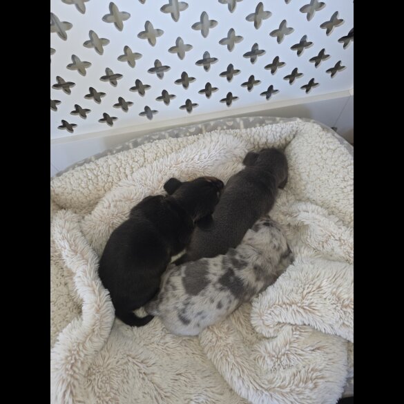 Dachshund (Miniature Smooth Haired)