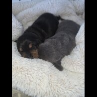 Dachshund (Miniature Smooth Haired)