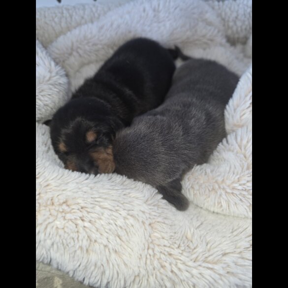 Dachshund (Miniature Smooth Haired)