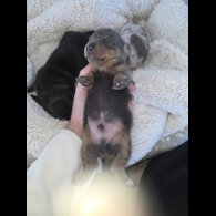 Dachshund (Miniature Smooth Haired)
