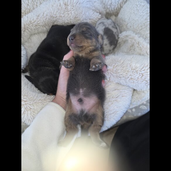 Dachshund (Miniature Smooth Haired)