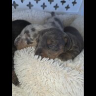 Dachshund (Miniature Smooth Haired)