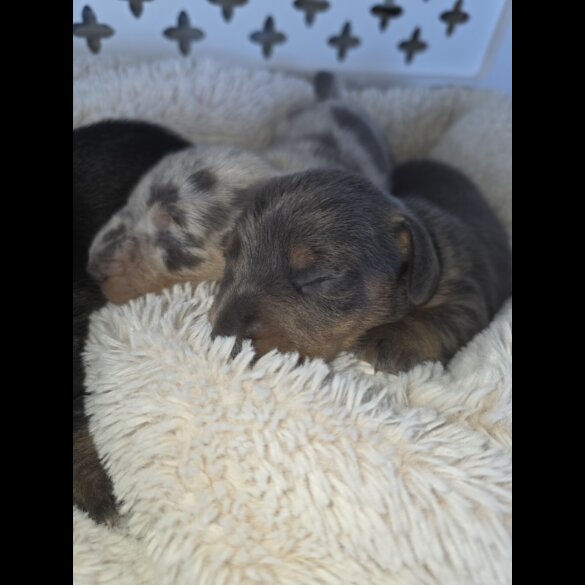 Dachshund (Miniature Smooth Haired)