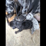 Dachshund (Miniature Smooth Haired)