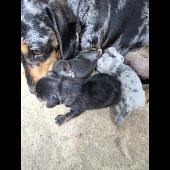 Dachshund (Miniature Smooth Haired)