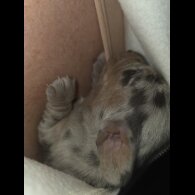Dachshund (Miniature Smooth Haired)