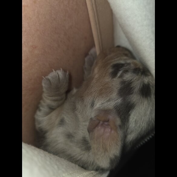 Dachshund (Miniature Smooth Haired)