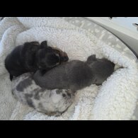 Dachshund (Miniature Smooth Haired)