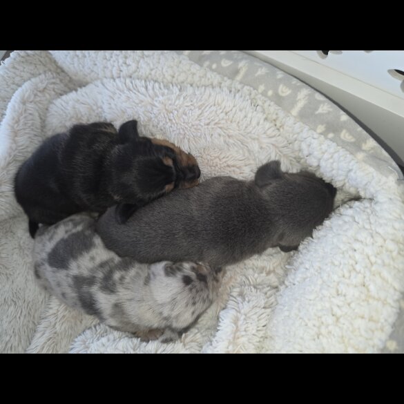 Dachshund (Miniature Smooth Haired)