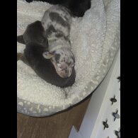 Dachshund (Miniature Smooth Haired)
