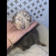 Dachshund (Miniature Smooth Haired)