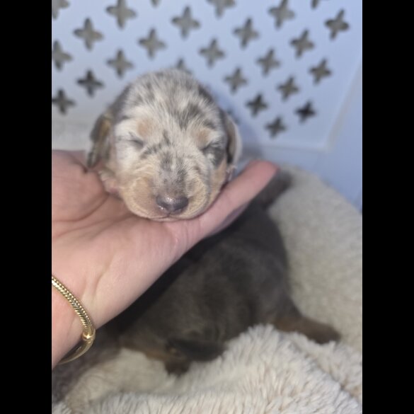 Dachshund (Miniature Smooth Haired)